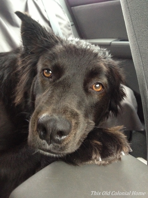 luca the black beauty