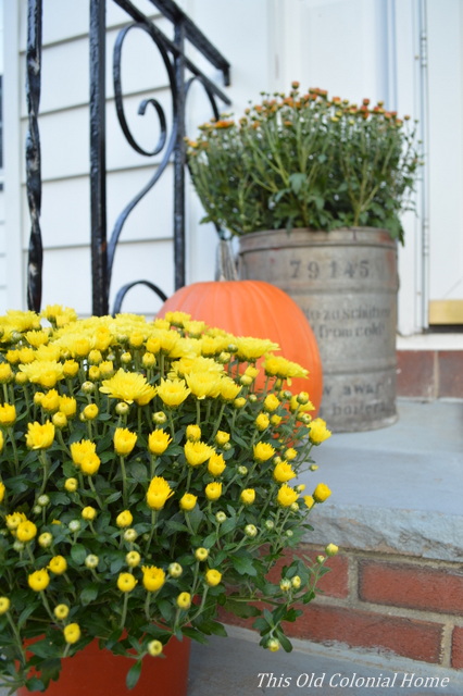 Yellow mums and planter 